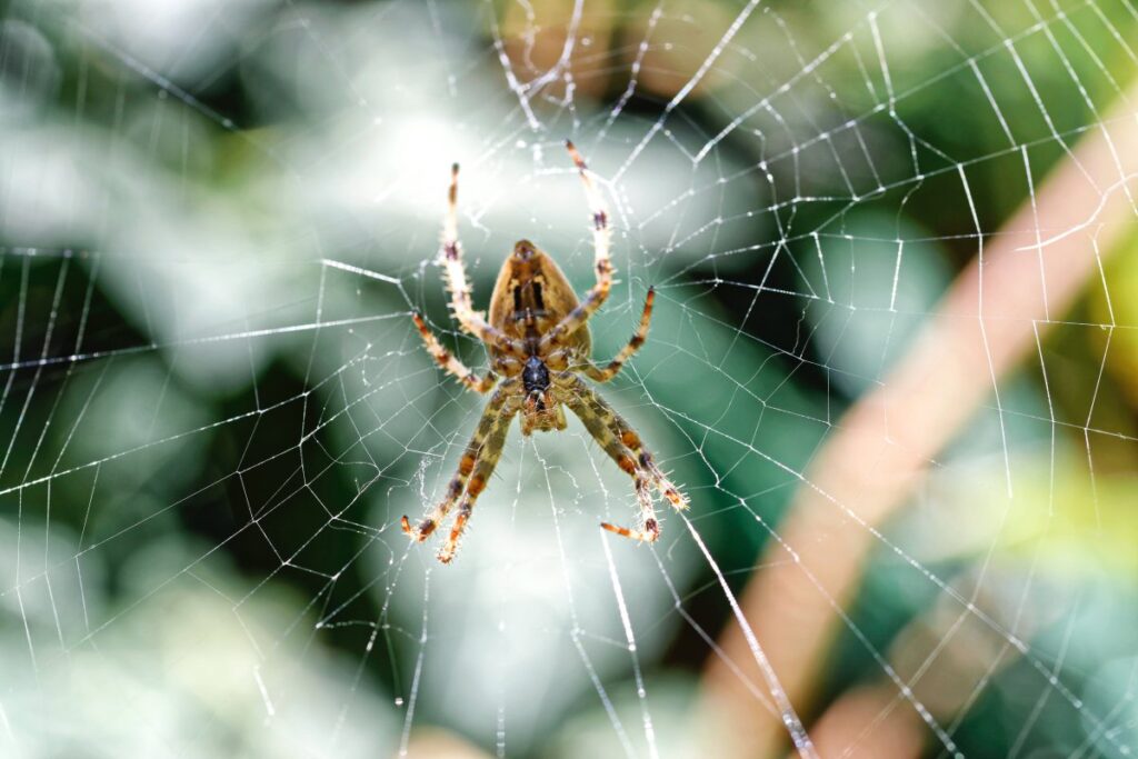 How Do Spiders Communicate? Everything You Wanted to Know!