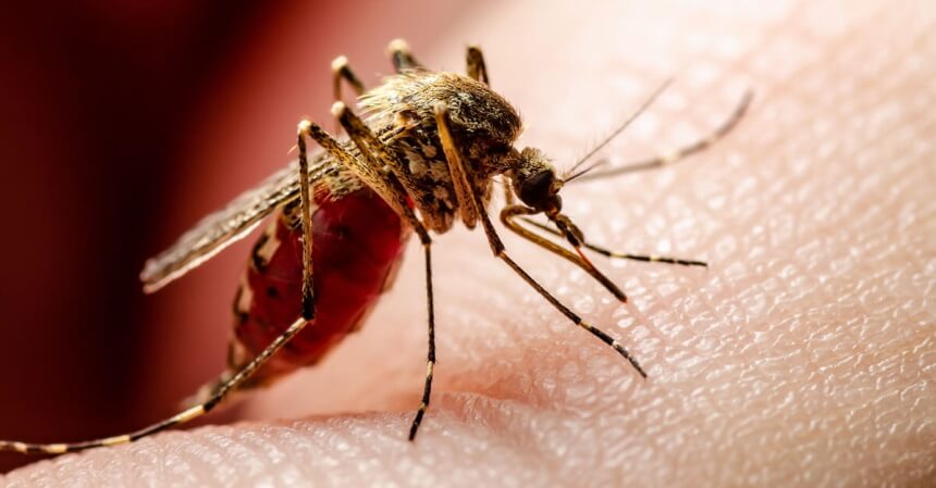 How High Can Mosquitoes Fly: Interesting Facts and Something More!