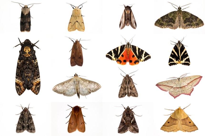 How Long Does a Moth Live?