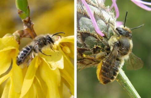 How to Get Rid of Ground Bees: 6 Effective Methods and More!