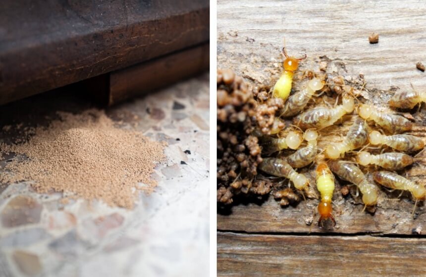How to Get Rid of Termites without Tenting: All Possible Methods