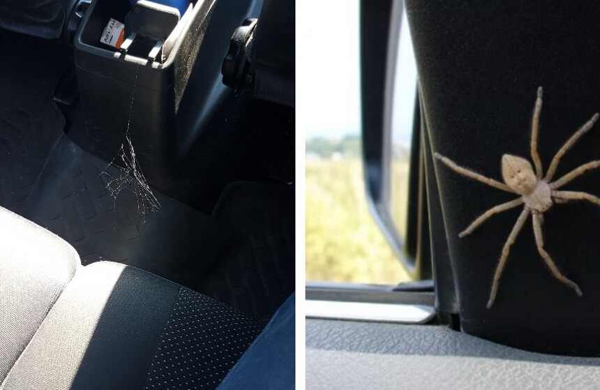 How to Get Spiders Out of Your Car: Useful Tips for Your Vehicle