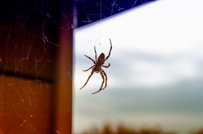 How to Keep Spiders out of Your Room and Get Rid of Them