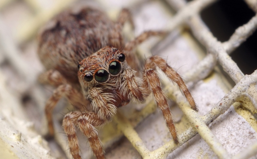 How Long Do Spiders Live? Here's the Answer!