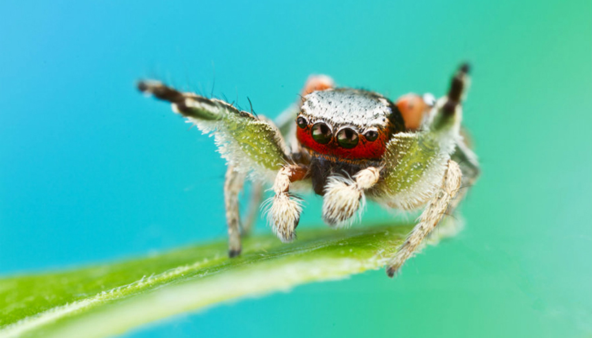 How Do Spiders Communicate? Everything You Wanted to Know!