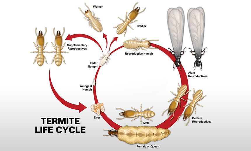 How to Identify and Get Rid of Flying Termites