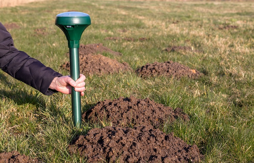 How to Get Rid of Moles in Your Yard - Best Solutions to Help You Out!
