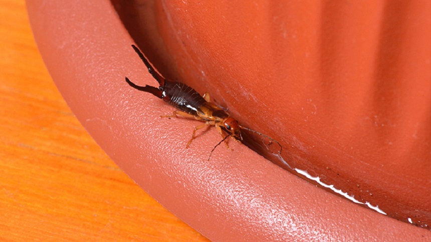 What Attracts Earwigs: Know Your Enemy
