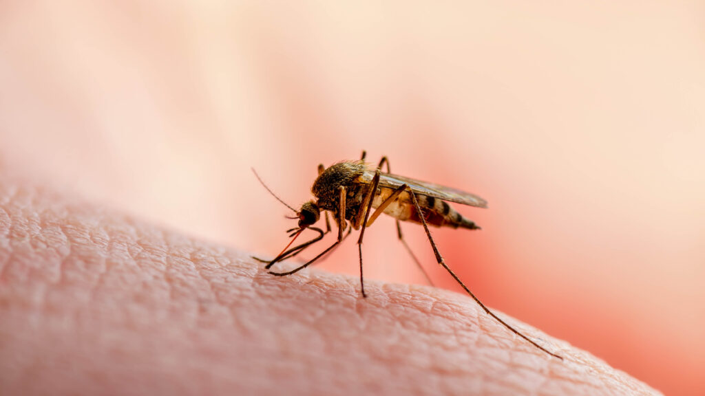 What Scent Do Mosquitoes Hate: Learn How to Deter and Prevent Them
