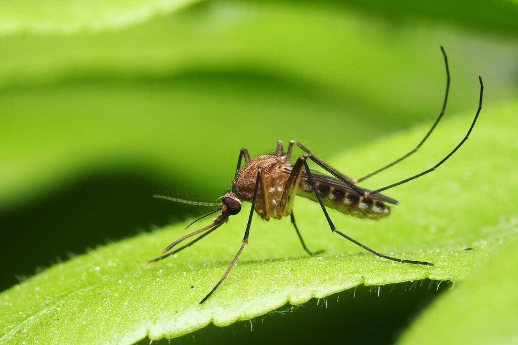 When Do Mosquitoes Come Out: Catching Active Hours
