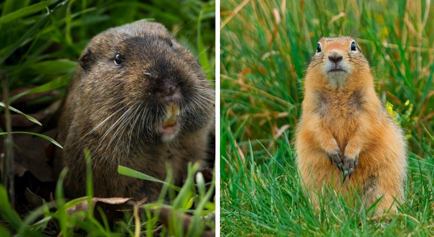 What Do Gophers Eat: Lure Them with Favorite Foods