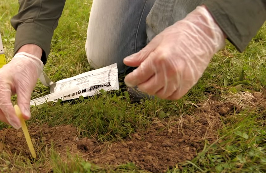 How to Get Rid of Moles in Your Yard - Best Solutions to Help You Out!
