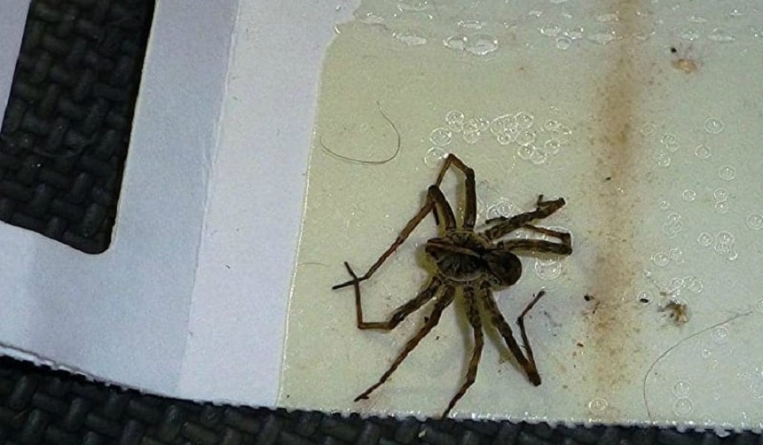 How to Get Rid of Spiders in Basement: 7 Proven Ways