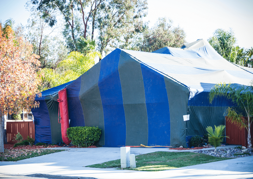 Termite Tenting: What to Expect and How to Prepare