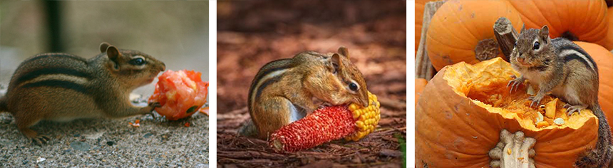 What Do Chipmunks Eat: Feeding, Care & Diet