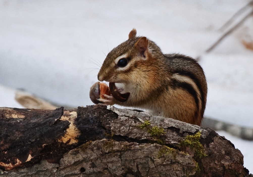 What Do Chipmunks Eat: Feeding, Care & Diet
