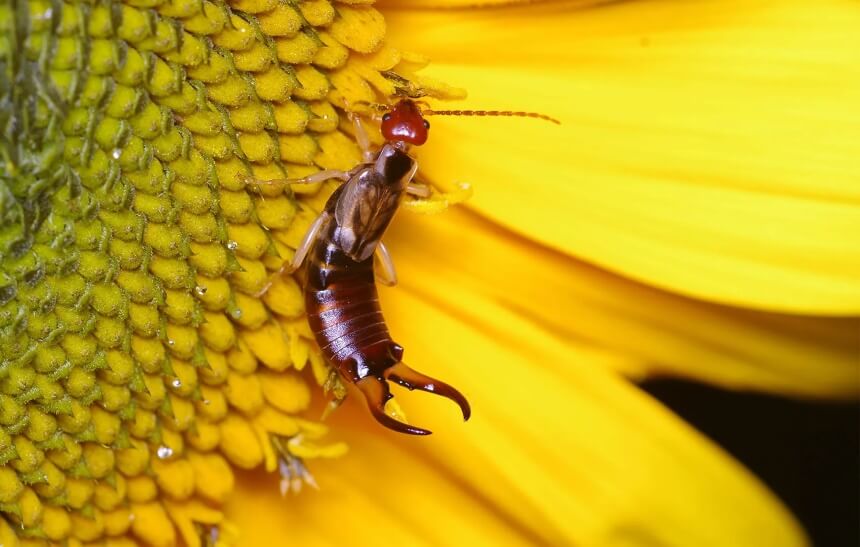 What Do Earwigs Eat? Know More About Their Diet