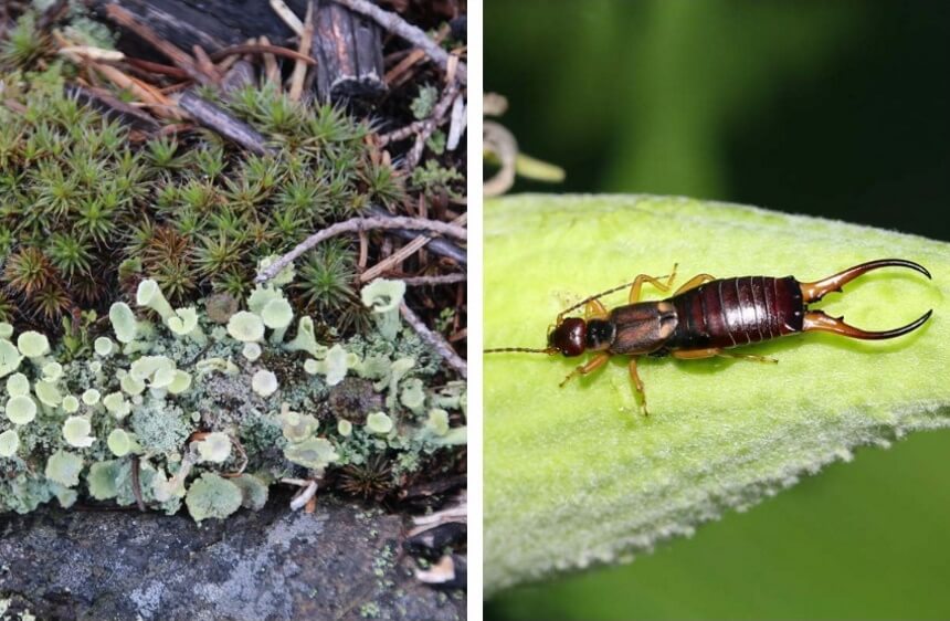 What Do Earwigs Eat? Know More About Their Diet