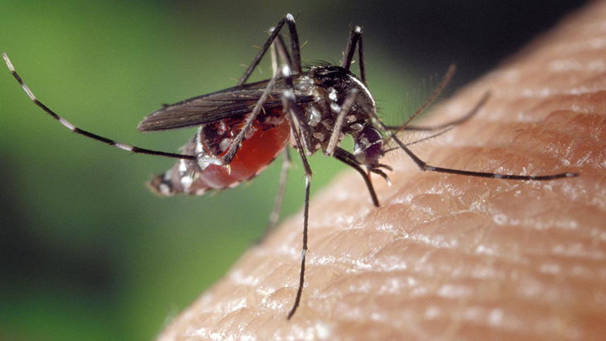 What Do Mosquitoes Eat - Surprising Facts about Their Diet!