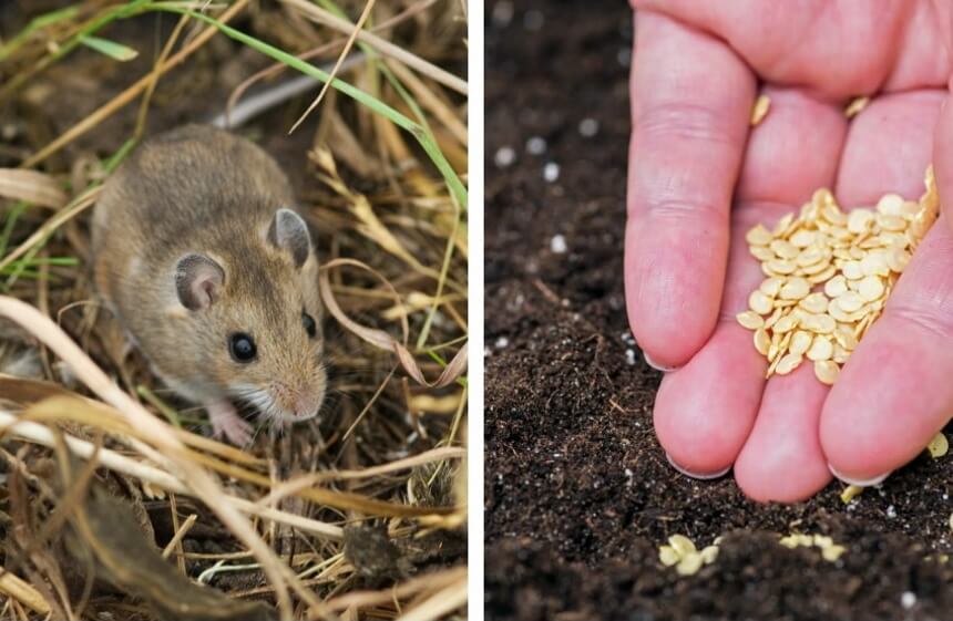What Do Mice Eat? Everything You Need to Know!