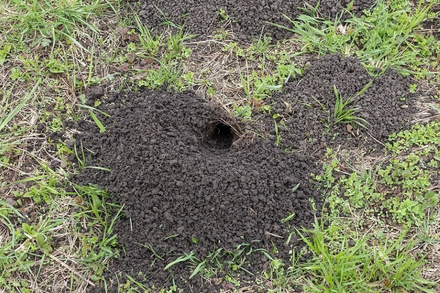 What Do Moles Eat: Eliminating the Garden Threat
