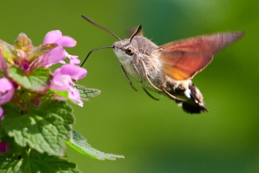 What Do Moths Eat? Here's the Answer for the Most Common Species at Different Life Stages