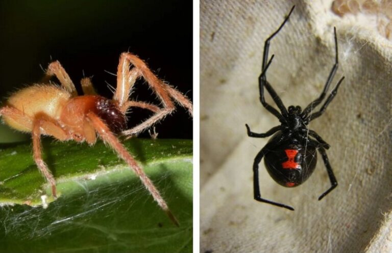 What Do Spiders Eat? Here's the Answer!