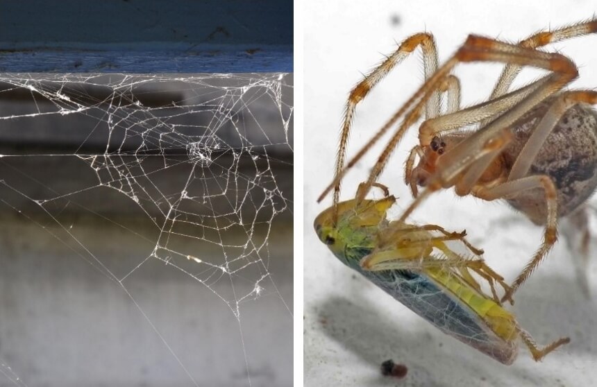 What Do Spiders Eat and How to Feed Your Pet Spider
