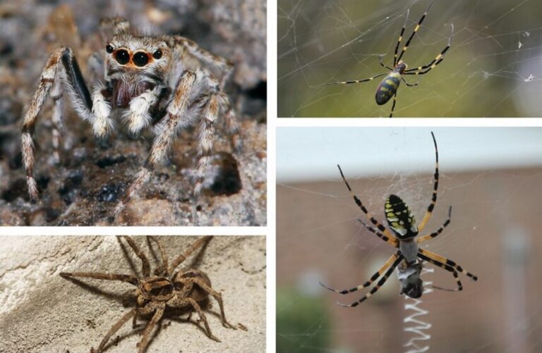 Where Do Spiders Go in the Winter? Here's the Answer!