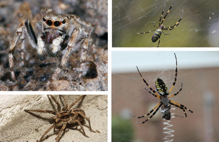 Where Do Spiders Go in the Winter? Basic Info & Examples