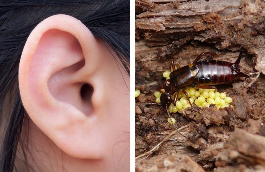Why Are Earwigs Called Earwigs? Don’t Be Afraid of Their Name
