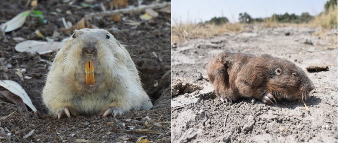 How to Get Rid of Gophers - Say Goodbye to the Annoying Rodents!