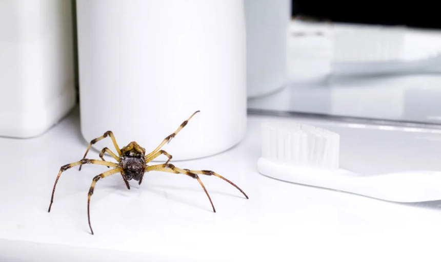 What Attracts Spiders in the House and How to Keep Them Away
