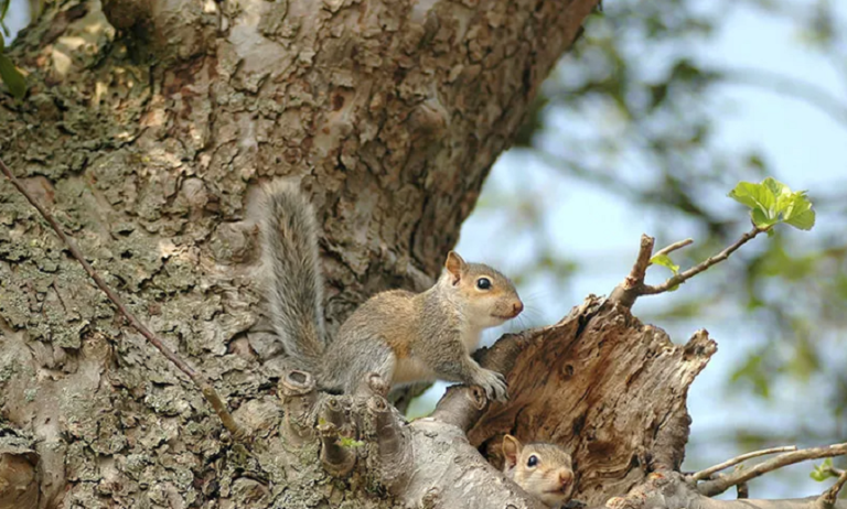What Does a Squirrel Nest Look Like: 5 Main Identifiers