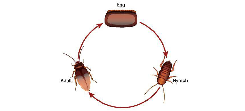 How Long Does a Roach Live: The Cockroach Lifespan