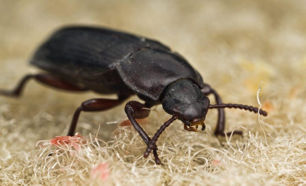 8 Ways to Get Rid of Carpet Beetles Permanentely & Pet Save