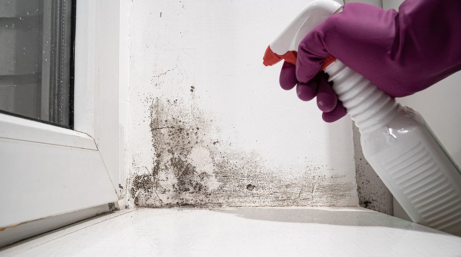 How to Get Rid of Pharaoh Ants in Your Home: Solutions to the Problem