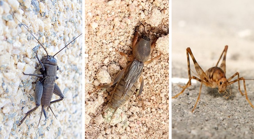 How to Get Rid of Crickets: Best Ways to Pest-Proof Your Home