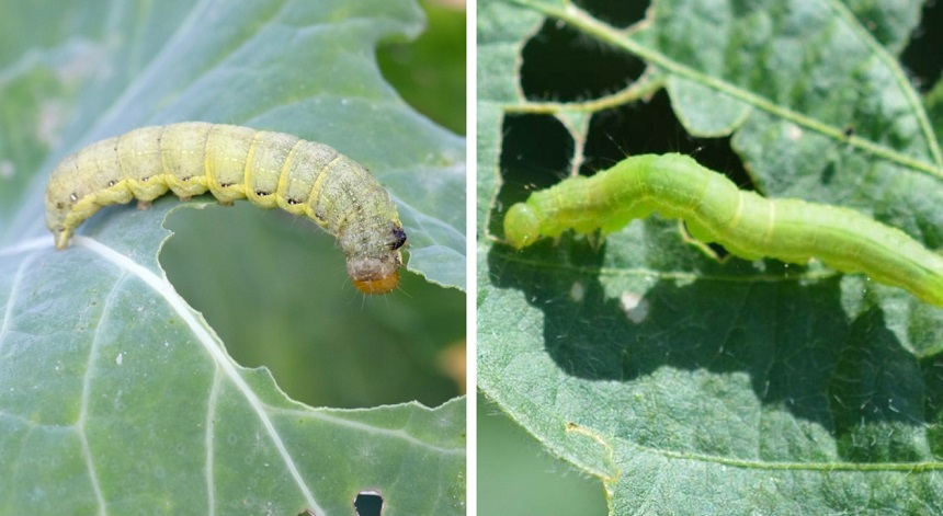 How to Get Rid of Caterpillars: Methods That Actually Work