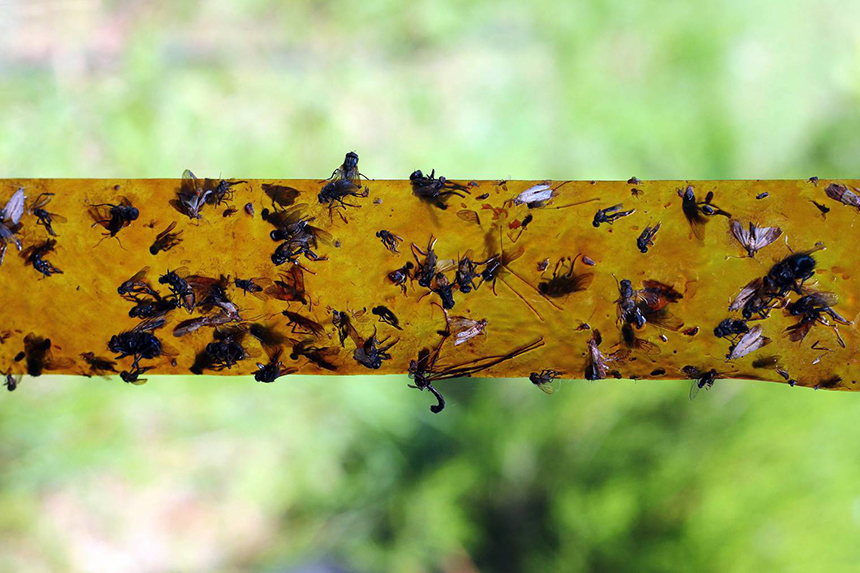 How to Get Rid of Flying Ants: a Guide to Extermination