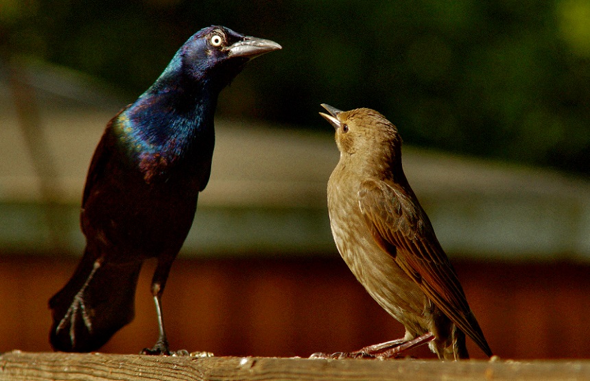 How to Get Rid of Grackles: Scare Them Away for Good!