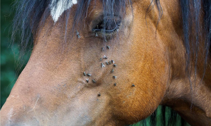How to Get Rid of Horse Flies in Your Yard
