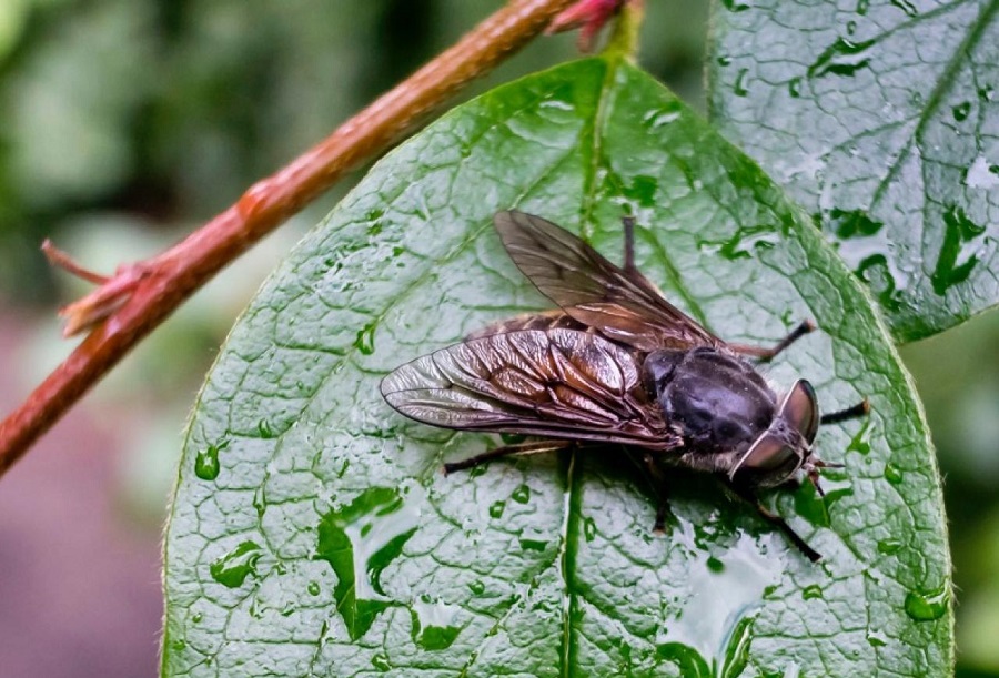 How to Get Rid of Horse Flies in Your Yard