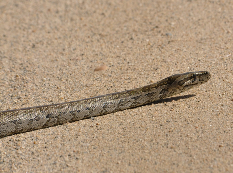 How Fast Can a Snake Move: From Fastest to Slowest Types