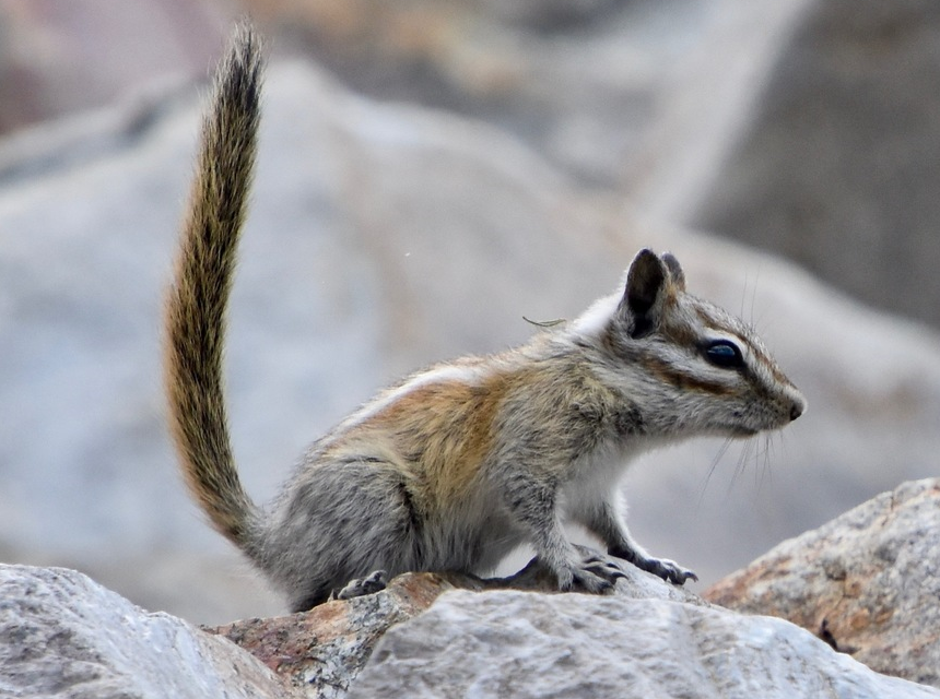 How Long Do Chipmunks Live? The Guide on Different Species and Their Life Cycle