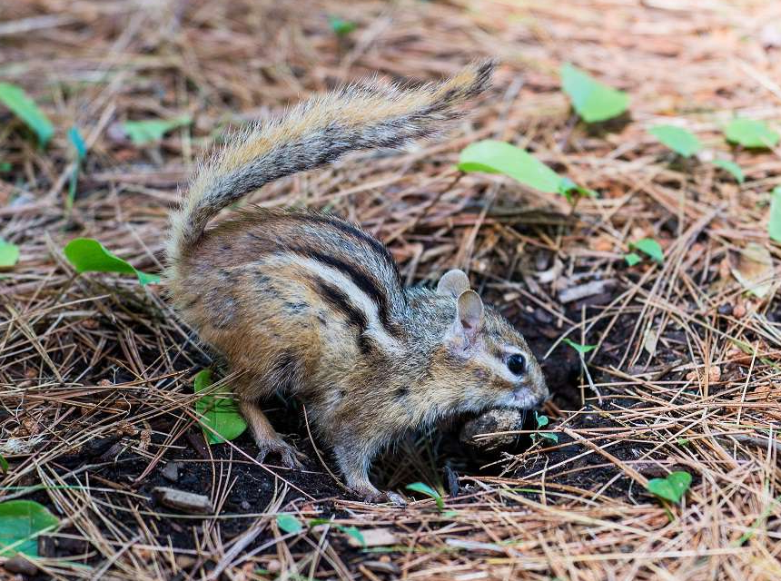 How Long Do Chipmunks Live? The Guide on Different Species and Their Life Cycle