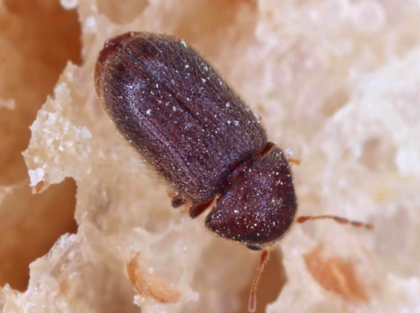 How To Get Rid of Drugstore Beetles Safe and Fast