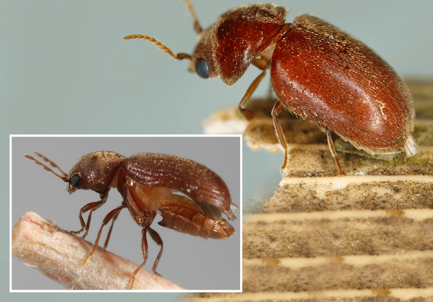 How To Get Rid of Drugstore Beetles Safe and Fast
