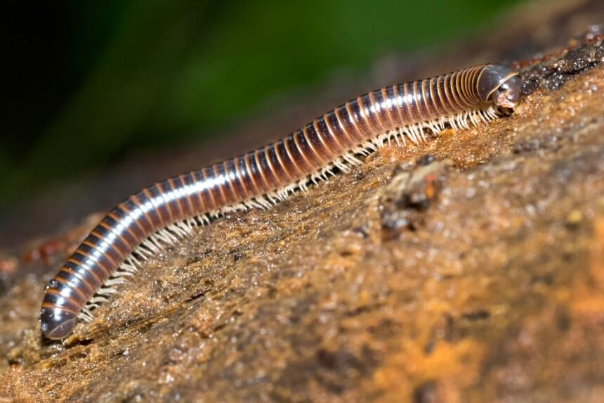 How To Get Rid of Millipedes: Once and for Good