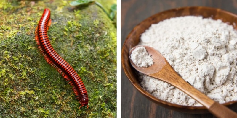 How To Get Rid of Millipedes: Once and for Good